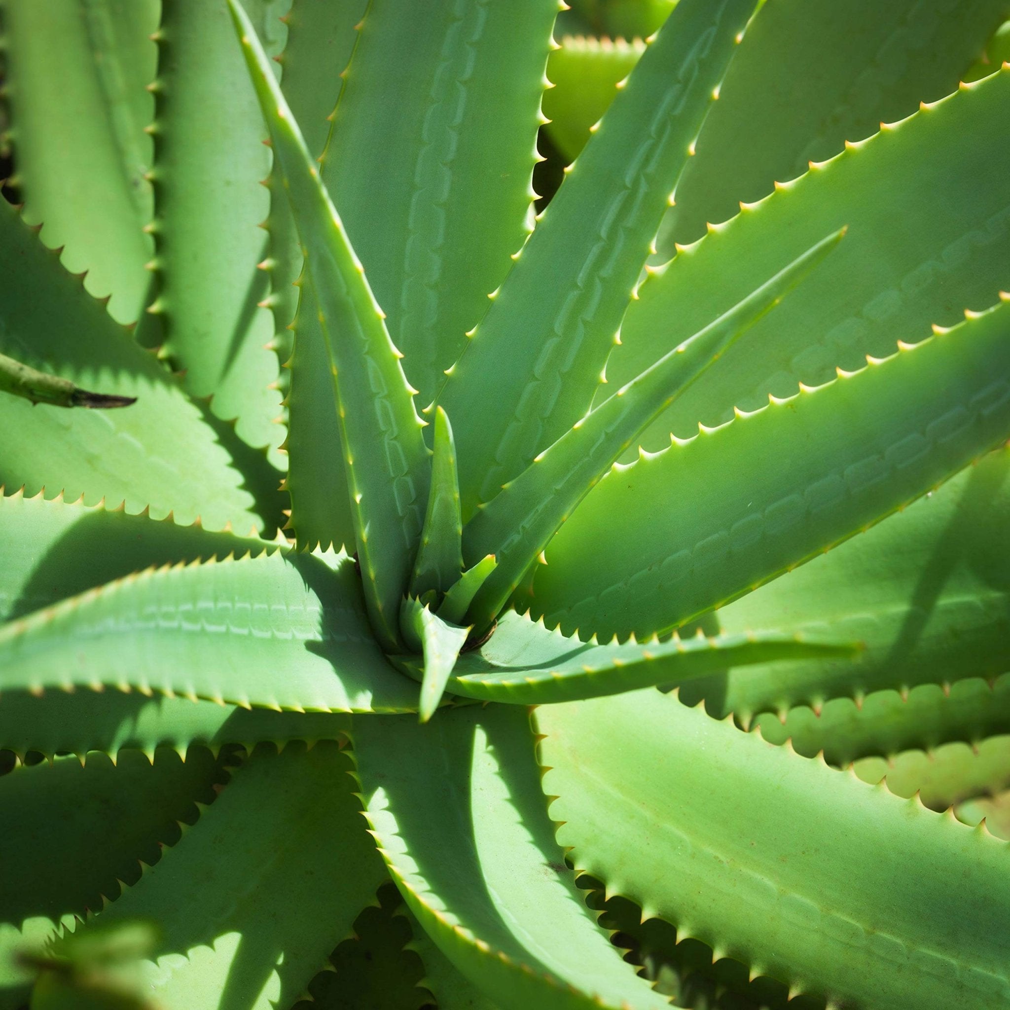 Humphreys Witch Hazel nourishing Toner with Aloe & Vitamin E - 236 mlHumphreys302190315804Face TonerFace Toner