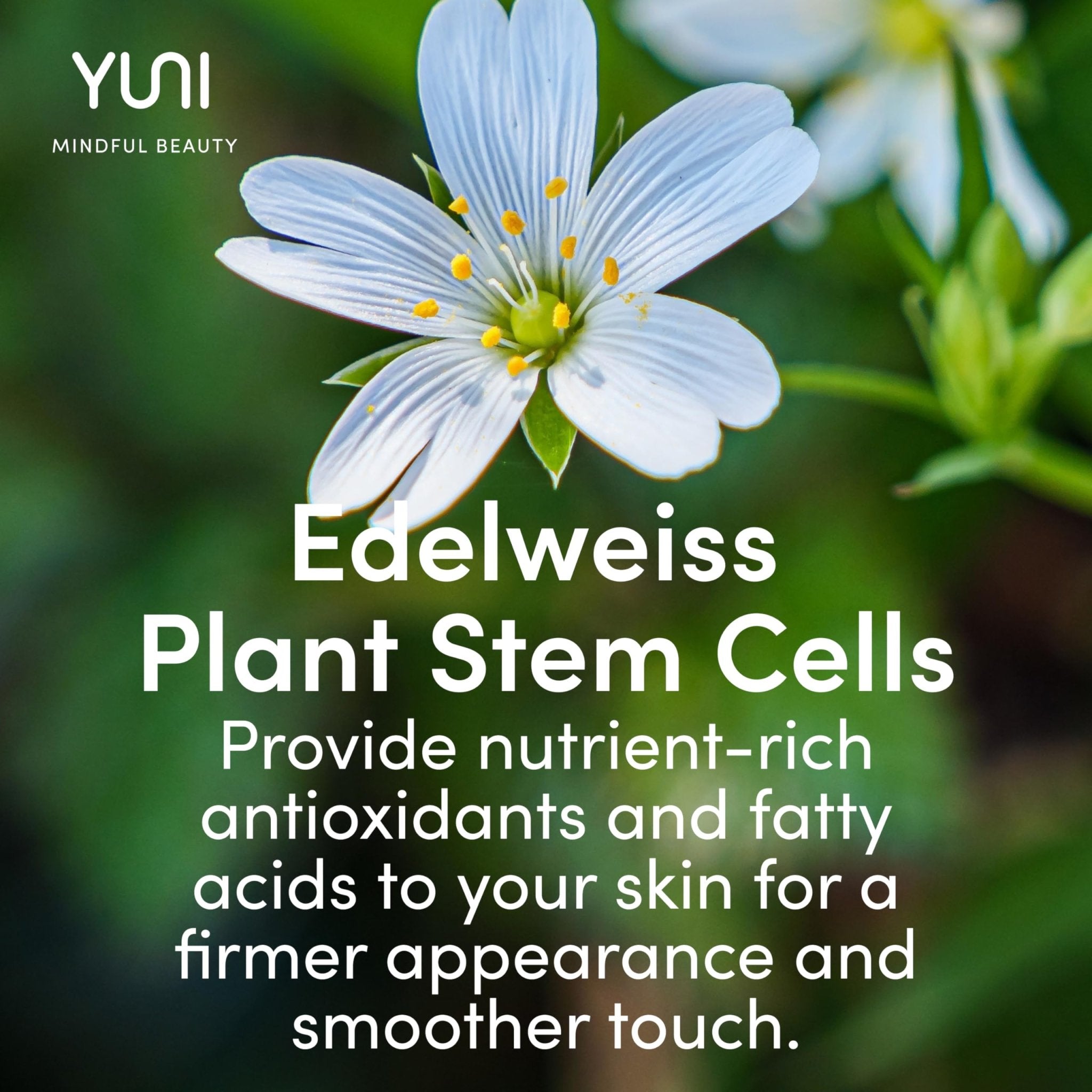 YUNI Active Calm Daily Facial Moisturizer, Hydrate and Refine - 55 gYUNI856349007190Face MoisturizersFace Moisturizers